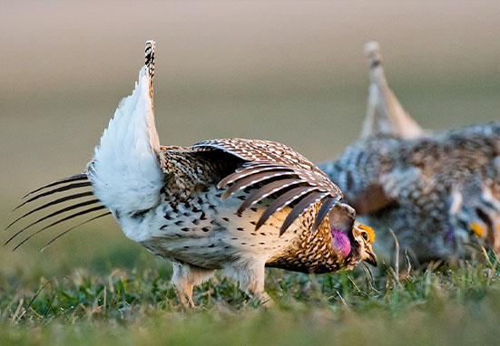 Sharp-tailed grouse NB Niobrara